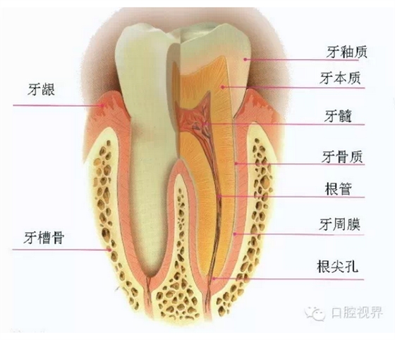 牙齿分类和名称