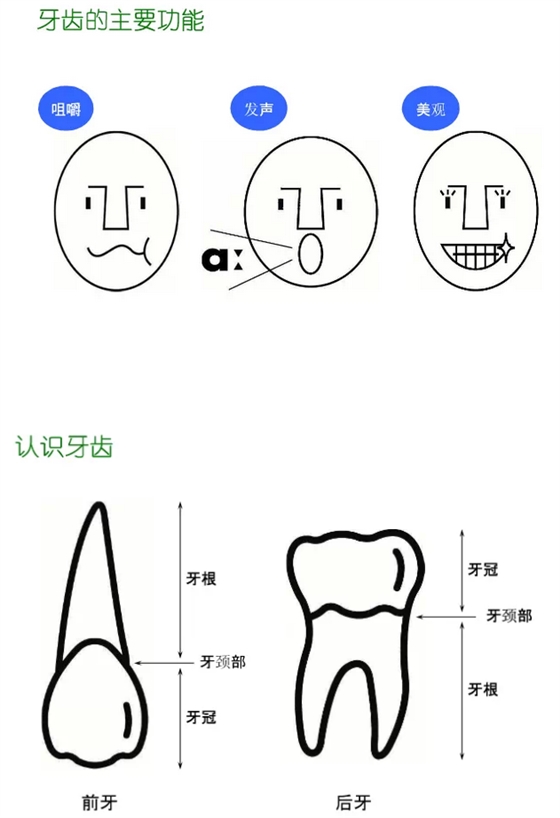 牙齿分类和名称