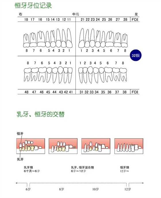 牙齿分类和名称