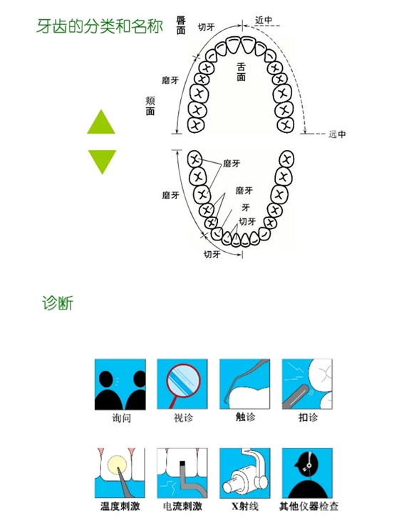 牙齿分类和名称