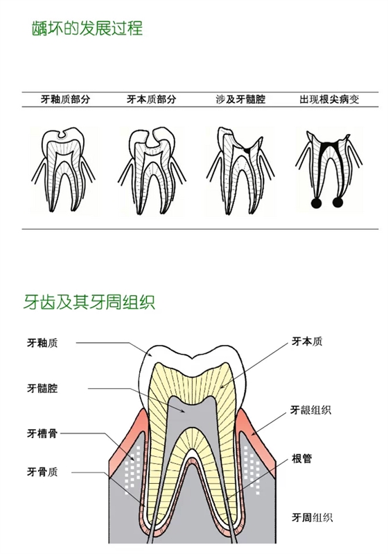 牙齿分类和名称