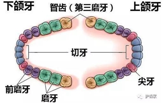 智齿一定要拔吗?