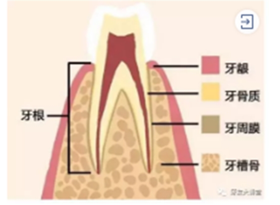 怎样预防牙龈萎缩