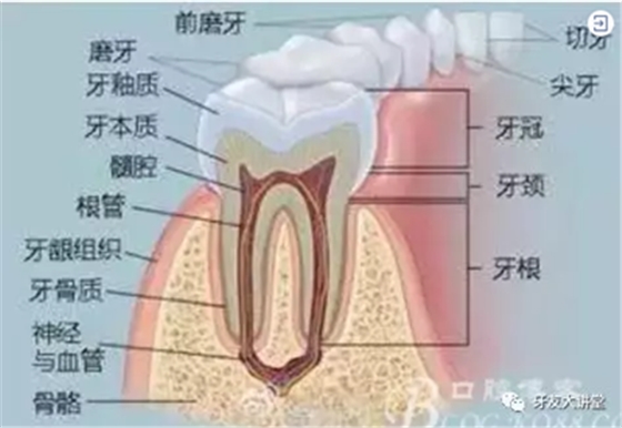 怎样预防牙龈萎缩