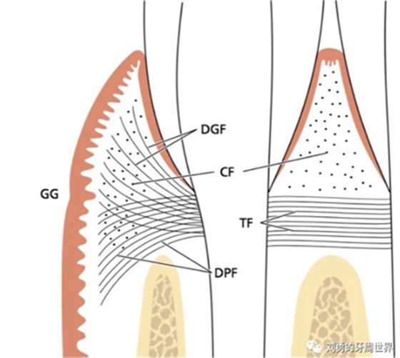 挑刺系列之精读牙周解剖一角化龈和附着龈争议总结