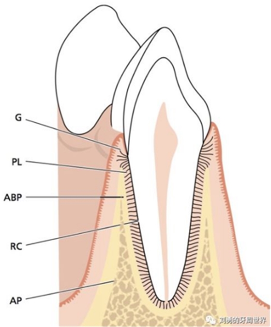 挑刺系列之精读牙周解剖(一):角化龈和附着龈争议总结