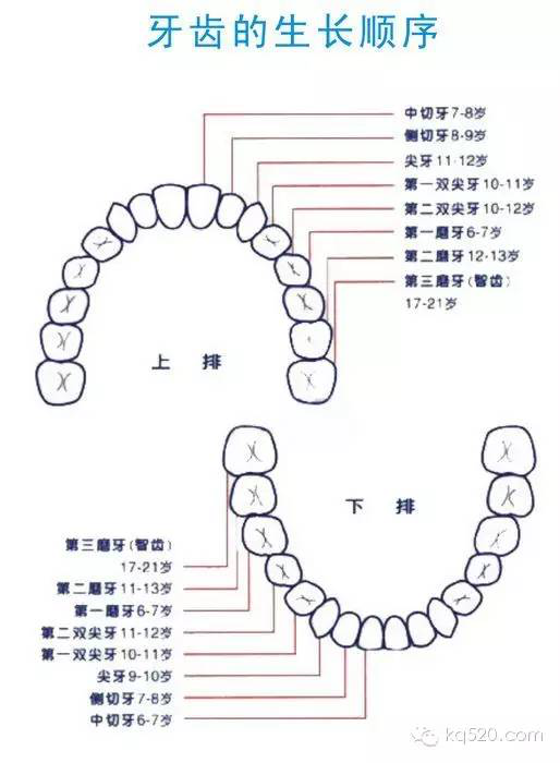 乳牙萌出期,乳牙列期,混合牙列期和年轻恒牙列期的生