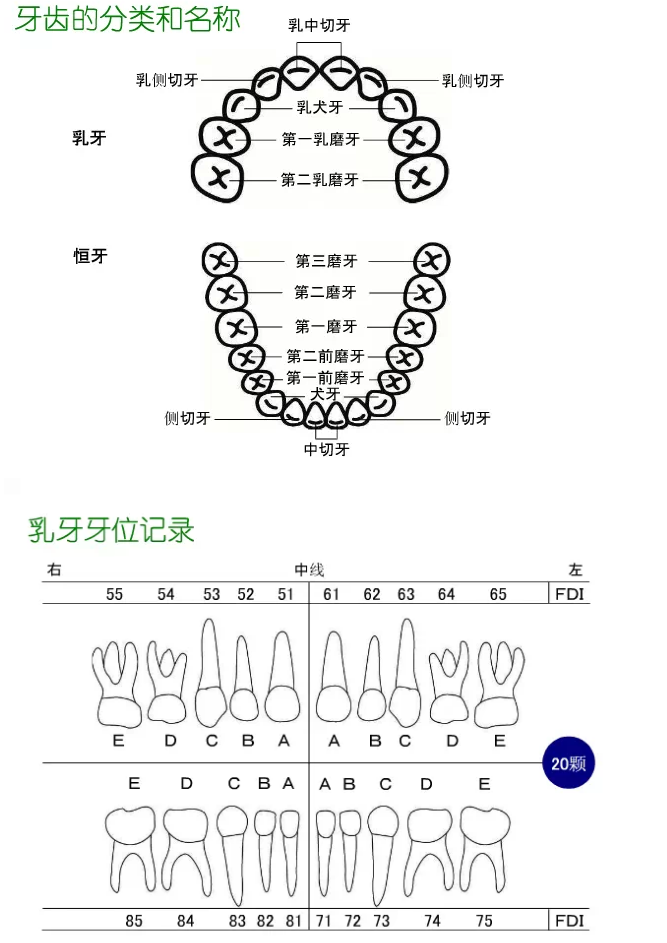 牙齿分类和名称