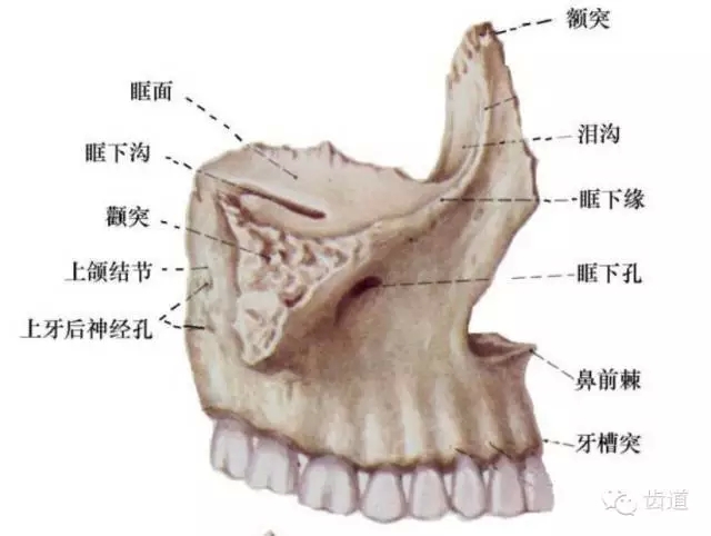 牙医基础知识:口腔颌面部应用解剖生理