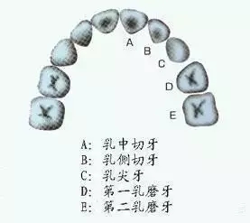 恒牙的单尖牙和双尖牙,也是在同一位置的乳牙脱落后,才能长出来.