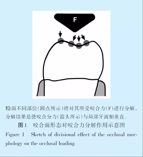 王美青.浅谈咬合修复重建中的（牙合）学问题