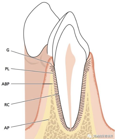 牙周解剖