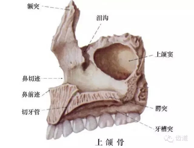 一,口腔颌面部界限与分区